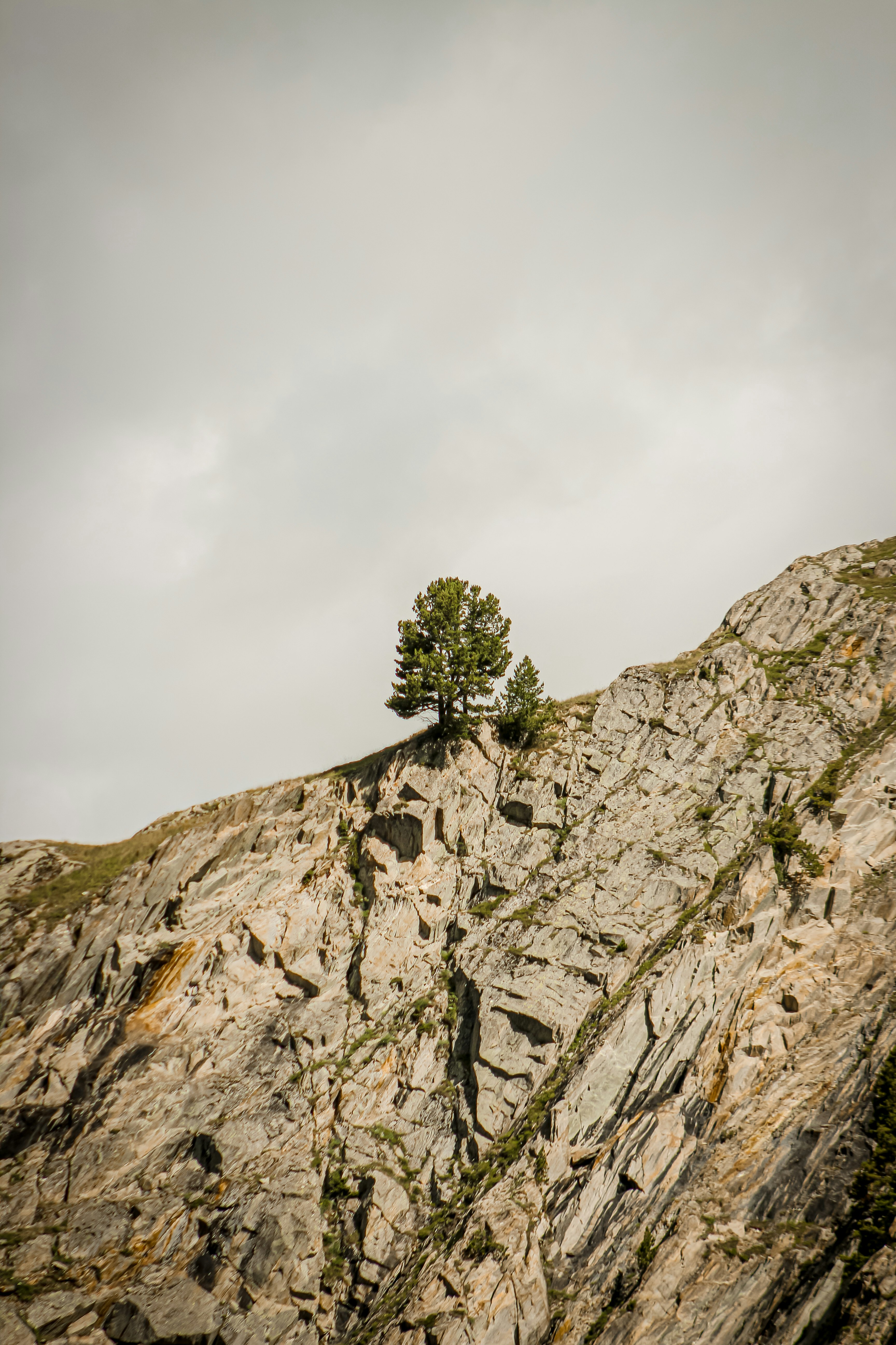 green tree on gray rocky mountain under white cloudy sky during daytime